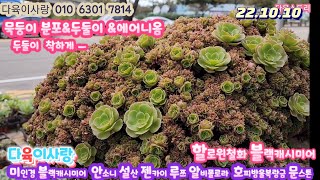 다육이사랑5탄/분포함셋트/두둘이/에어니옴/미인경.블랙캐시미어.안소니.설산.젠카이.루쯔.호피방울금.문스톤/택배 010 6301 7814