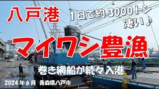 マイワシが豊漁で八戸港がにぎわってます♪6月11日には青森県沖で約3000トンに迫る豊漁があり続々と八戸港に入港、しかしあまりに豊漁のためトラックが間に合わず二日間に分けて入港したそうです。