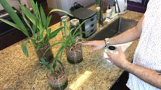 Watering and Fertilizing: Semi-Hydroponics (Part Two)