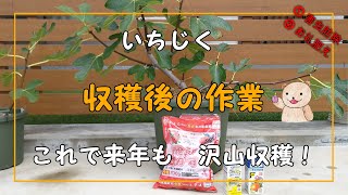 【いちじく】収穫後の作業 来年もたくさん収穫するために！