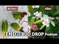 SOLUTION To Gardenia Plant BUD DROP Problem - Gardenia Plant Care