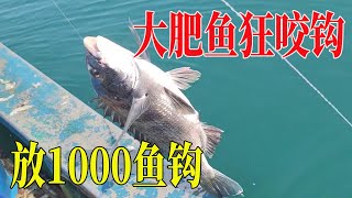 放下1000枚鱼钩到海底，大肥鱼疯狂咬鱼钩，连大黑鲷也够肥【南澳岛记录员彪哥】