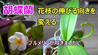 【胡蝶蘭・プルメリア】胡蝶蘭の花枝の伸びる向きを調節します。プルメリアが咲きました♪