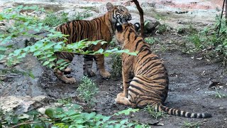 【子トラ】枝で遊ぶアロナくんアバディくんマクムルちゃん【‎2024年‎7月15日】【上野動物園】スマトラトラ