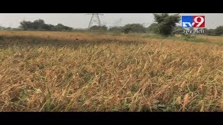 Paddy crop failure in Daskroi Taluka due to Water Scarcity, Farmers tensed-Tv9