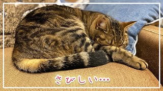 【ほっけ】母ちゃん不在で寂しさが爆発したネコ【アメショ】#猫