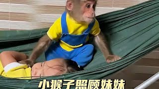 小猴子和妹妹一起帮妈妈干家务，太懂事了