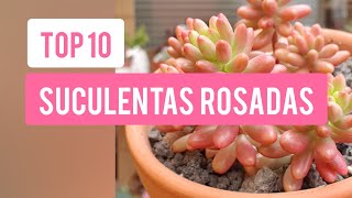 LAS 10 SUCULENTAS ROSADAS MÁS HERMOSAS DE MI COLECCIÓN/ Jardín Suculento