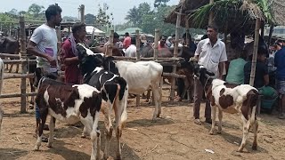 @১৯ এপ্রিল ২৪ | আমবাড়ি হাটে খামার উপযোগী ক্রস, ফ্রিজিয়ান ৪০/৬০ হাজারে ষাঁড় বাছুর গরুর দাম | দিনাজপুর