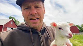 3 Deadly Rotational Grazing Mistakes - Red Devon cattle, St Croix sheep, Idaho Pasture Pigs, Chicken