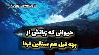 حیوانی که زبانش از بچه فیل هم سنگین تره!🐳#shortvideo #podcast #animal #حیوانات #دانستنی#short#shorts