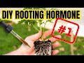 3 FASTEST HOMEMADE ROOTING HORMONES | Organic Powerful And Safe