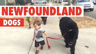 Newfoundland Dogs Compilation | Breed All About It