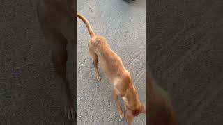 💕வாயில்லா ஜீவன் #animallover #animalshorts #feedinganimals #doglover #அனிமல்பீடிங் #cute #tamil