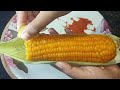 jola beyisuva vidhana kannada musukina jola beyisuva vidhana how to cook corn in pressure cooker