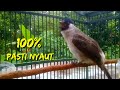 100% Pasti Nyaut !!! Di masteri suara burung KUTILANG GACOR memanggil lawan inj