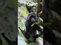 Blue Monkey eating a leaf near Napuru Waterfall in Arusha, Tanzania, Africa🐒