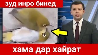 Зуд инро бинед хама дар хайрат