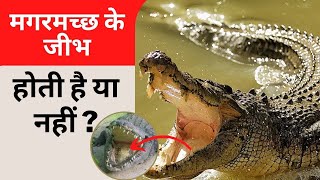 मगरमच्छ के जीभ होती है या नहीं || Do Crocodiles Have Tongue ?