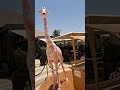 Giraffe structure in Jerusalem mall of Mamilla near the Jaffa street