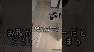 【ハチワレさるお】下痢、薬で一度は治まったんだけどなぁ #cat #ねこ #保護猫 #ハチワレ #キジシロ #キジトラ #さるお #下痢 #病気 #猫のいる暮らし #猫の日常