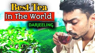 Makaibari Apoova Darjeeling Tea | Best Tea In The World