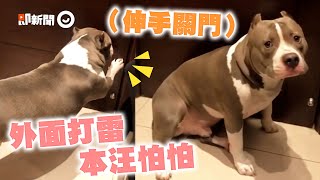 惡霸犬怕打雷全身狂發抖 伸手手關門淚眼求救｜寵物｜狗｜膽小｜精選影片