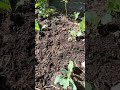 Growing Coriander from Seeds #shorts_video #shorts