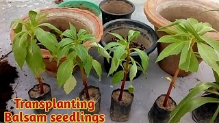 Transplanting Balsam/Gulmehndi Seedlings # Easy way to repot a Nursery Plant for Beginners