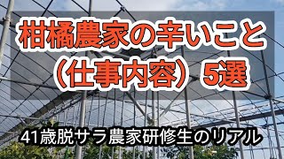 柑橘農家の辛いこと（仕事内容）5選　41歳脱サラ農家研修生のリアル