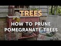 How to Prune Pomegranate Trees