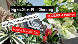 Big Box Store Plant Shopping Lowe's NEW Costa Farms Houseplant Rare and Uncommon Manjula Pothos FInd