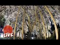 370 Year Old Gigantic Sakura Tree ☆ LIVE #13