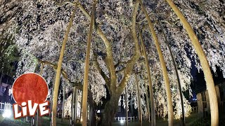 370 Year Old Gigantic Sakura Tree ☆ LIVE #13