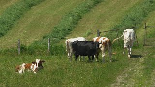 La semaine verte | L'empreinte carbone à la ferme