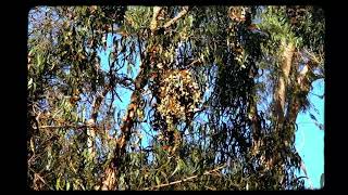 Monarch Butterflies, Pismo Beach State Park