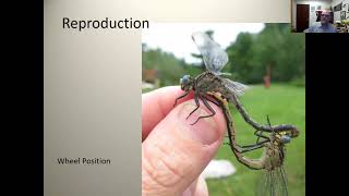 Webinar Replay: Dragonflies of the North Woods