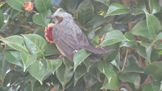 椿の花をやけ食いする『ヒヨ鳥』