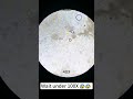 egg under the microscope science sciencefacts facts