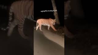 అర్ధరాత్రి రోడ్ దాటుతున్న పెద్ద పులి Tiger crossing road near tirupati