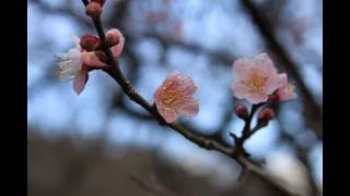 岐阜梅林公園 第63回 ぎふ梅まつり