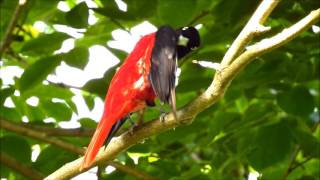 朱鸝 Maroon Oriole in Taiwan 30/05/2016