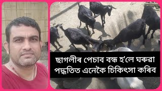 ছাগলীৰ পেচাব বন্ধ হ'লে ঘৰুৱা পদ্ধতিত চিকিৎসা এনেকৈ কৰিব।