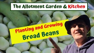 #9 How to Plant and Grow Broad Beans (Fava Beans) directly into the ground from seed