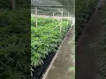 cannabis paradise going viral with vibrant thriving plants