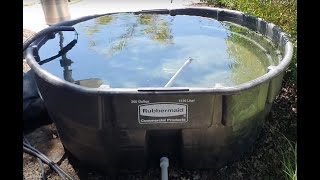 Koi 300 Gallon Quarantine Tank addition Rubbermaid Part 2