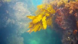 Snorkelling at Boyinaboat Reef