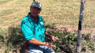 Tree Borer Problems And Solutions With Dale From Growing Grounds