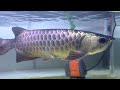 malaysian gold blue base arowana turning black? mgbb arowana