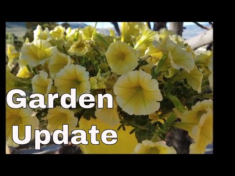 June Garden Update With Linda's Pantry June Garden Update With Linda's Pantry